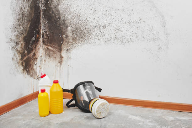 Best Black Mold Removal  in Meridian Hills, IN