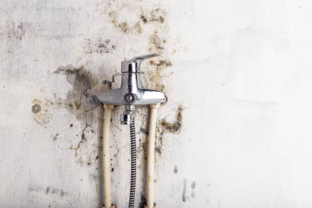 Best Best Mold Removal Companies  in Meridian Hills, IN