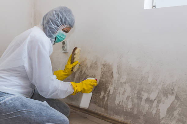 Best Crawl Space Mold Removal  in Meridian Hills, IN