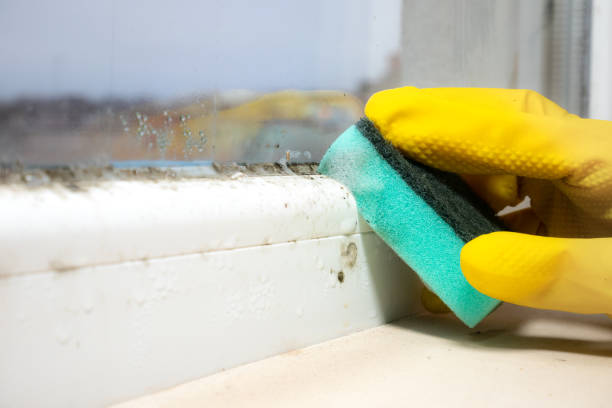 Best Black Mold Removal  in Meridian Hills, IN