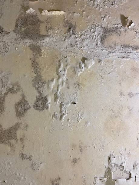 Best Same-Day Mold Removal  in Meridian Hills, IN