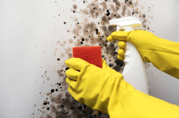 Best Local Mold Removal Service  in Meridian Hills, IN