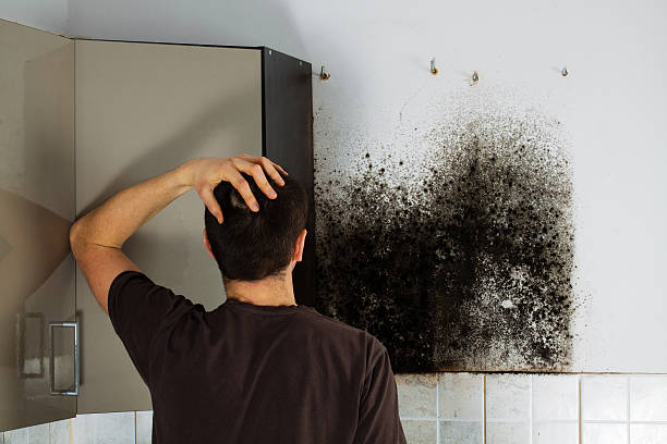 Best Certified Mold Removal  in Meridian Hills, IN