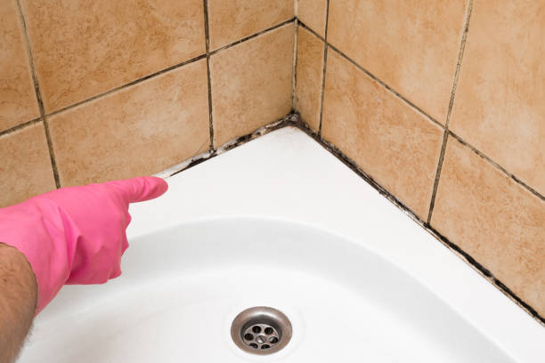Best Mold Testing  in Meridian Hills, IN